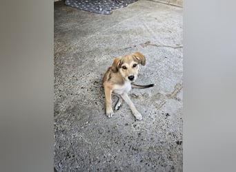 Hund Hündin Welpe Tierschutz Elsa