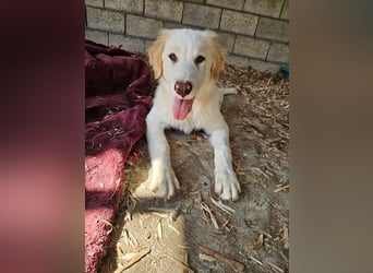 Hund Hündin Welpe Tierschutz Hatty