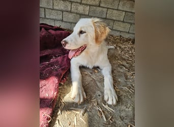 Hund Hündin Welpe Tierschutz Hatty