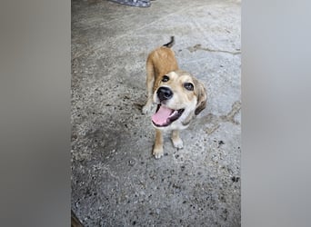 Hund Hündin Welpe Tierschutz Elsa