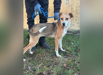 Reyla, geboren 01.05.2025, 49cm sucht ihre Menschen