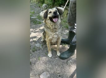 Ada, geb. 09.2022, 52 cm wartet auf ihr Glück