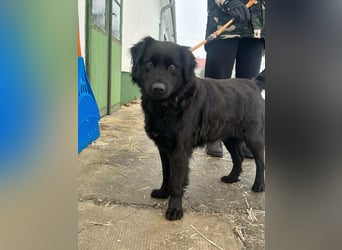 Kamilla, geb. 08.2024, 46cm sucht ihr Glück