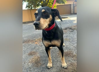 Bella, geboren 05.07.2022, 50cm sucht ihr Zuhause