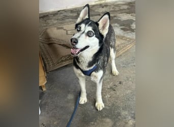 Lejla, geb. 09.2020, 51cm, sucht ihre Chance