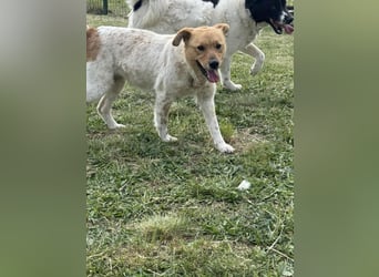 Ginger, geboren 01.01.2022, 44cm sucht ihr Herzenszuhause