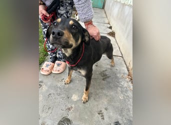 Mirella, geboren 05.12.2023, 46cm sucht ihre Menschen