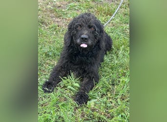 Liam, geboren 08.10.2018, 45cm sucht sein Zuhause