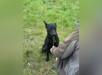Dennis, geboren 01.06.2023, 53cm sucht nach seinem Glück