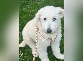 Fanny, 17.06.2025 geboren, 45cm sucht neues Zuhause (Pflegestelle in Deutschland)