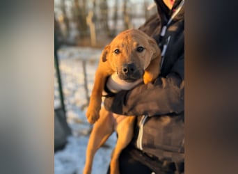 Tequila, geboren 25.08.2025, 45cm sucht Ihr Zuhause