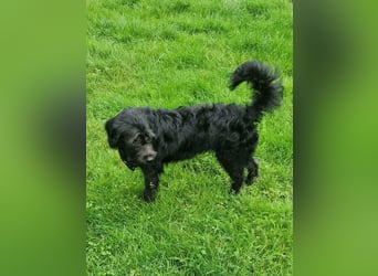 Tommy, geb. 12.2025, 36cm sucht sein Körbchen