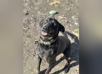 Rango, geboren 15.08.2024, 48cm sucht seine Chance
