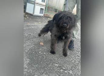 Emi, geboren 19.09.2018, 45cm sucht ihre Familie