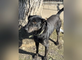 Rango, geboren 15.08.2024, 48cm sucht seine Chance
