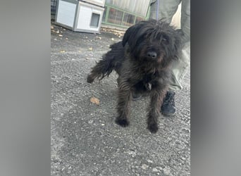 Emi, geb. 09.2018, 45cm sucht ihre Familie