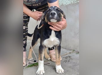 Borisz, geboren 28.12.2025, 42cm sucht sein Körbchen