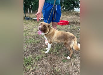 Yoko, geboren 15.06.2022, 50cm sucht ihr Zuhause