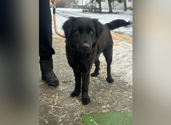 Kamilla, geb. 08.2024, 46cm sucht ihr Glück