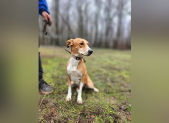Törpie, 3 Jahre, 46cm sucht sein für immer Zuhause