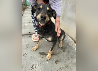 Mirella, geboren 05.12.2023, 46cm sucht ihre Menschen