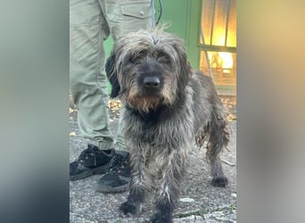 Ficko, geb. 08/2022, 47 cm, wartet auf seine Menschen