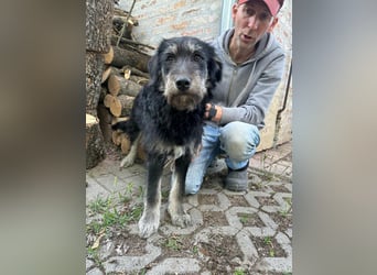 Timon, geb. 12.2025, 44cm sucht seine Abenteurer