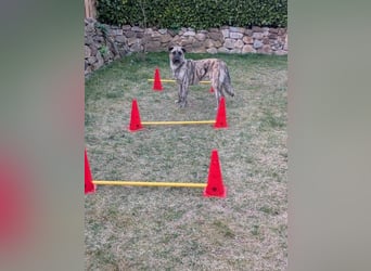 Sirius, geb. 15.11.2023, 50 cm wartet auf seine Chance