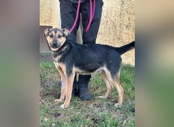 Gofi, geb. 08.2024, 46 cm, sucht seine Spielgefährten