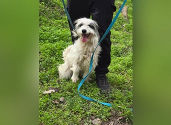 Panda, geb. 08.2024, 48cm, sucht ihre Menschen fürs Leben