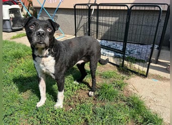 Thea, geboren 01.01.2015, 45cm sucht ruhiges Zuhause