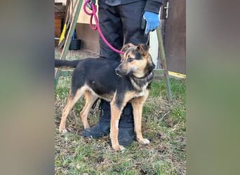 Gofi, geboren 01.08.2024, 46cm sucht seine Menschen