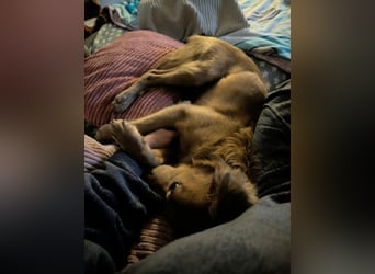Luna, geboren 08.02.2026, 44cm sucht sicheres Zuhause (Pflegestelle Deutschland)