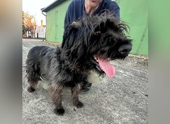 Emi, geboren 19.09.2018, 45cm sucht ihre Familie