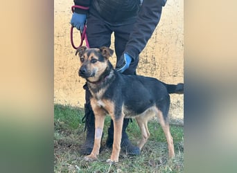 Gofi, geboren 01.08.2024, 46cm sucht seine Menschen