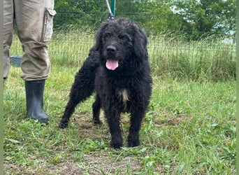 Liam, geboren 08.10.2018, 45cm sucht sein Zuhause