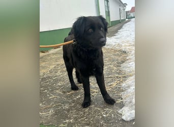 Kamilla, geb. 08.2024, 46cm sucht ihr Glück