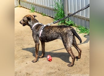 Cindy, geb. 06.2022, 48 cm sucht ihre Menschen zum Weltentdecken