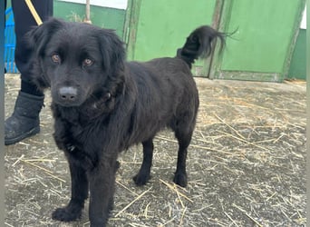 Kamilla, geb. 08.2024, 46cm sucht ihr Glück