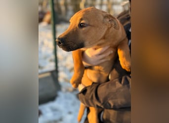 Tequila, geboren 25.08.2025, 45cm sucht Ihr Zuhause