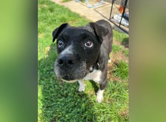 Thea, geboren 01.01.2015, 45cm sucht ruhiges Zuhause