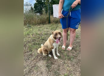 Yoko, geboren 15.06.2022, 50cm sucht ihr Zuhause