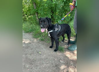 Zsazsa, geb. 01.2025, 52cm sucht ihr für immer Körbchen