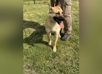 Joker, geboren 01.08.2024, 49cm sucht sein Abenteuer
