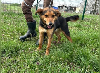 Gombi, geboren 01.08.2021, 50cm sucht seine Leute