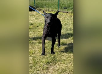 Dennis, geb. 06.2023, 53cm, sucht sein Glück