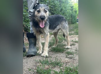 Ralf, geboren 01.08.2024, 49cm sucht sein für immer Zuhause