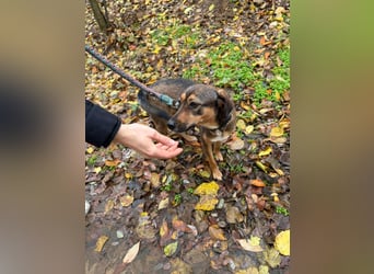 Pircsi, 2 Jahre, 42cm sucht ihr Körbchen