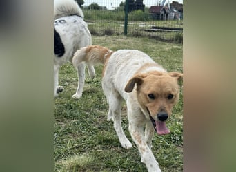 Ginger, geboren 01.01.2022, 44cm sucht ihr Herzenszuhause