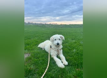 Fanny, 17.06.2025 geboren, 45cm sucht neues Zuhause (Pflegestelle in Deutschland)